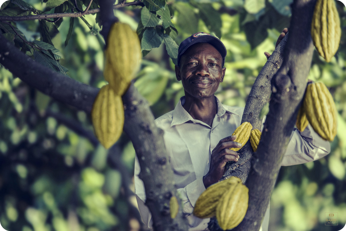 Een cacaoboer met zijn cacaoboom